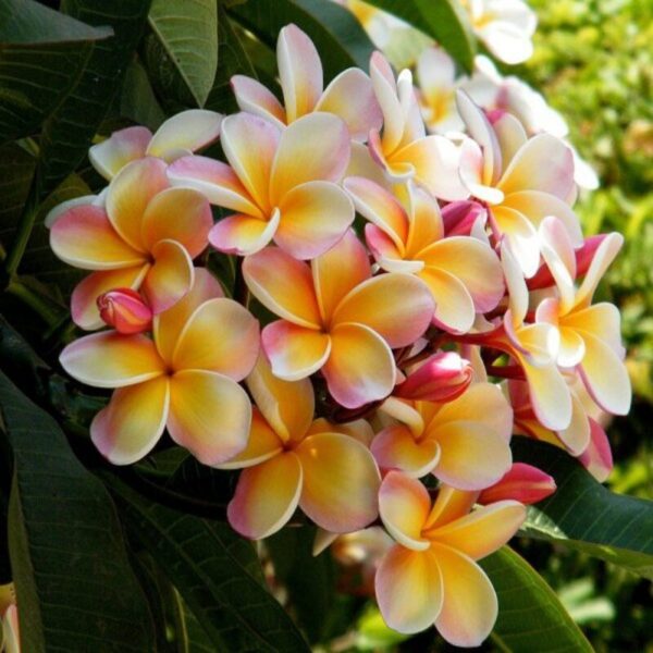 tropical-frangipani-plumeria-plant-orange-white 2