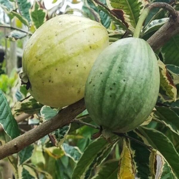 Variegated Guava Fruit Plant