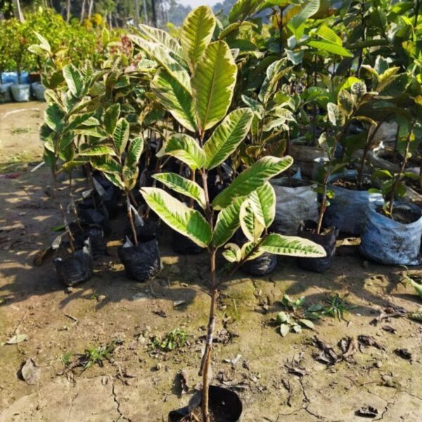 variegated-guava-plant 2