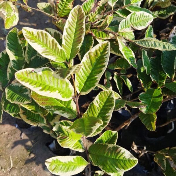 variegated-guava-plant 2