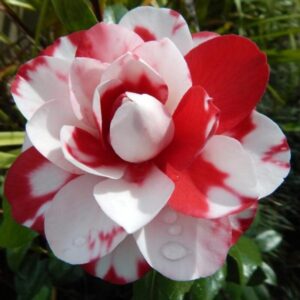 variegated-pink-and-white-camellia plant