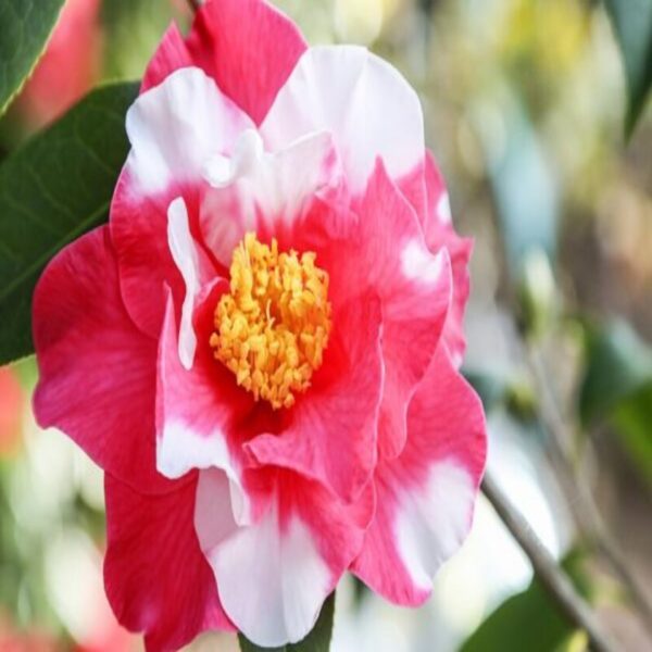 variegated-pink-and-white-camellia-plant 3