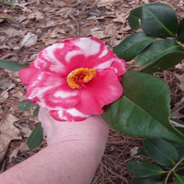 variegated-pink-and-white-camellia-plant 3