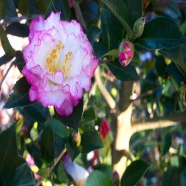 variegated-pink-and-white-camellia-plant2