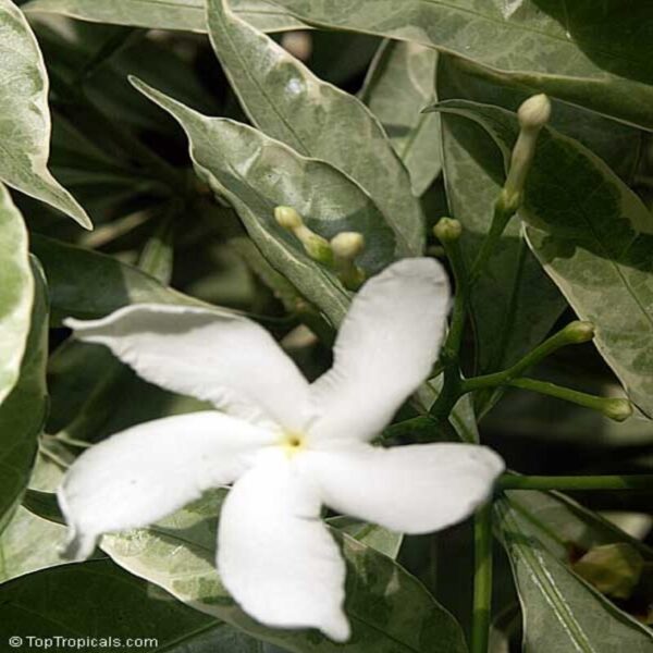 variegated-tagar-flower-plant3