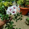 variegated-tecoma-flower-plant 2