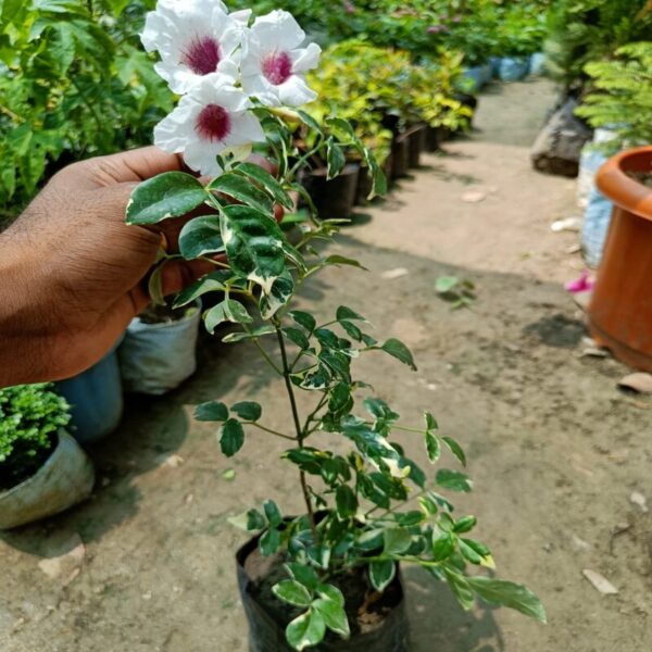 variegated-tecoma-flower-plant 3