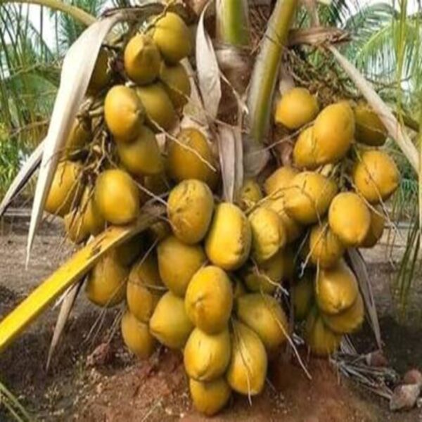 Vietnam Hybrid Coconut Plant