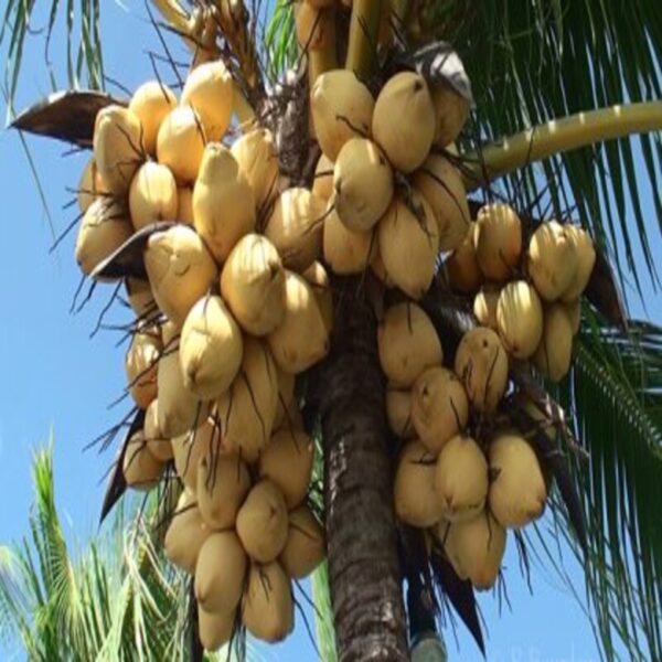 vietnam-hybrid-coconut-plant 2