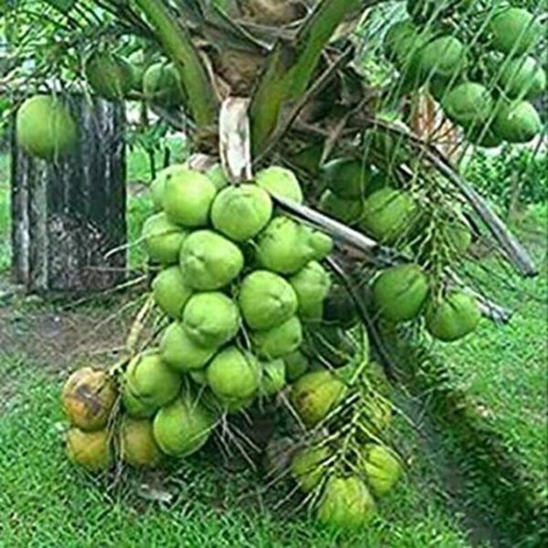 vietnam-hybrid-coconut-plant 4