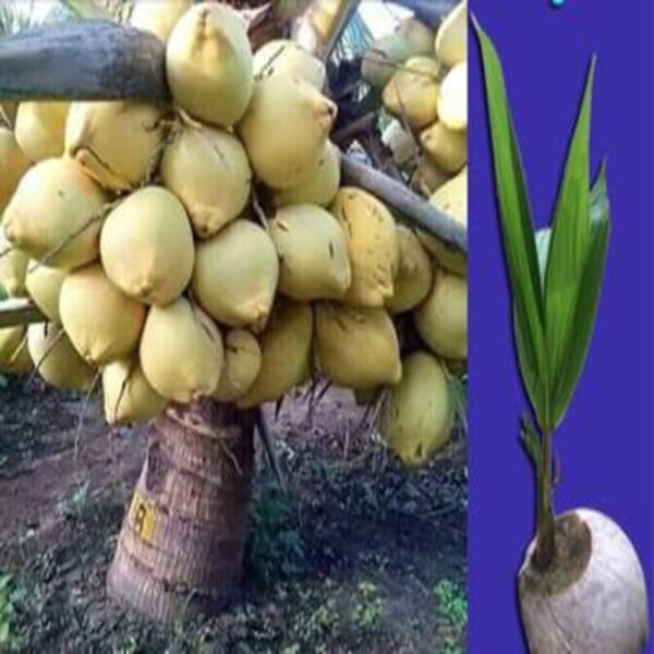 vietnam-hybrid-coconut-plant 3