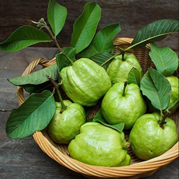 vietnamese-guava-plant2