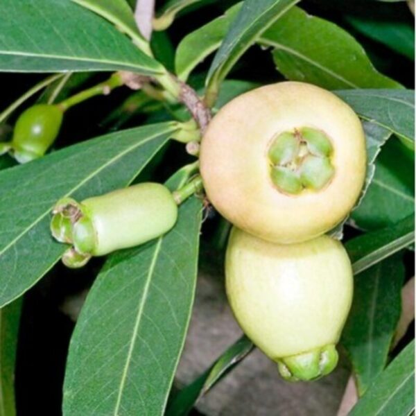 White Jamun Fruit Plant