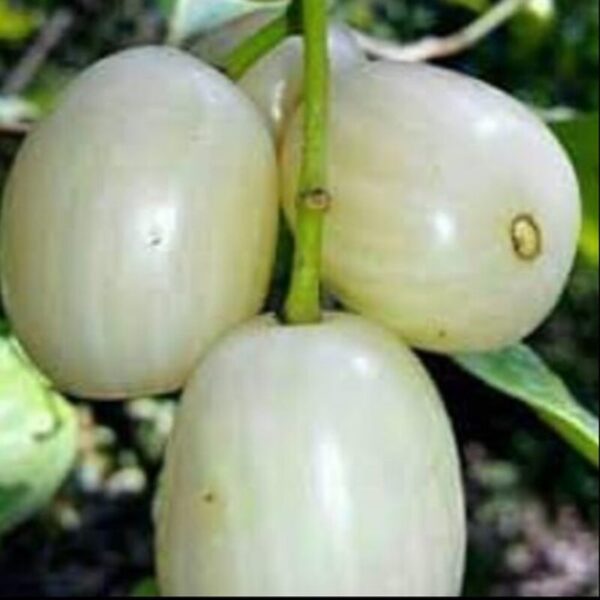 white-jamun-plant 2