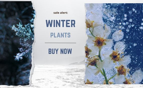 winter plants