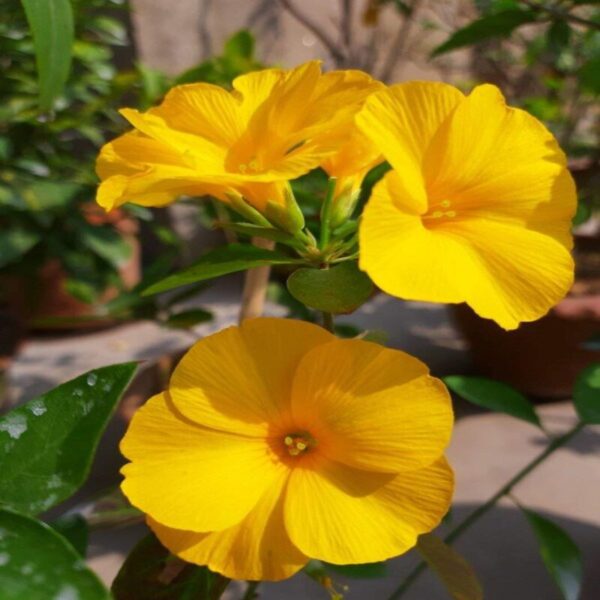 Yellow And Golden Flax Flower Plant