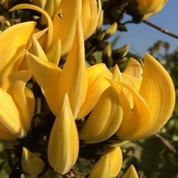 Yellow Butea Monosperma Palash Flowers Plant