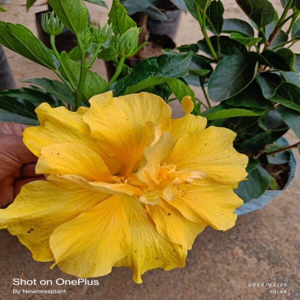 Yellow Thoka Hibiscus Plant