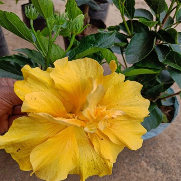 yellow-thoka-hibiscus-plant 4