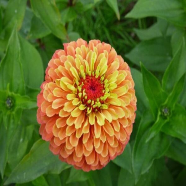 zinnia-flower-plant2