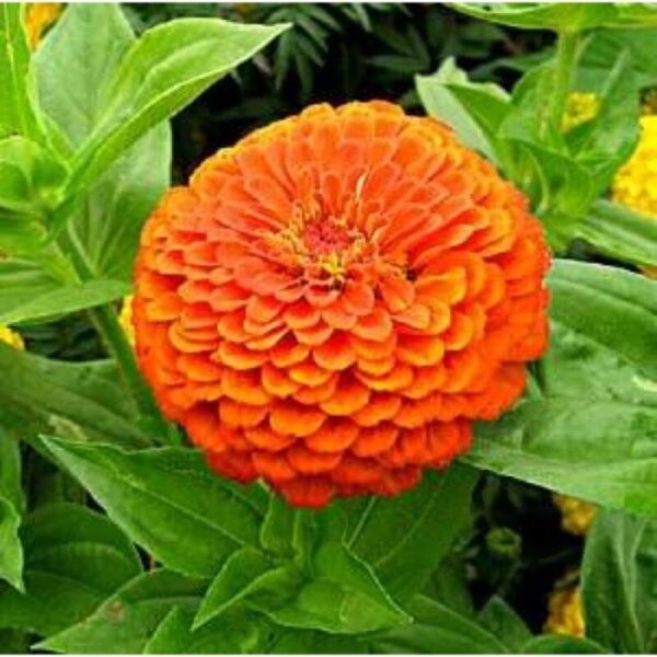 zinnia-flower-plant