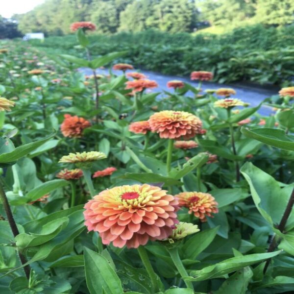 zinnia-flower-plant3